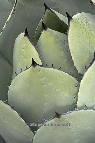 agave parryi var huachucensis 4 graphic